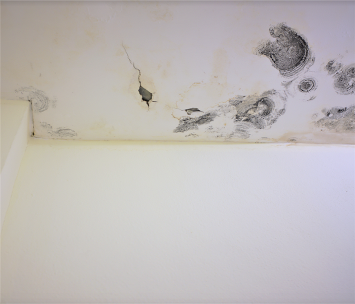 mold growing in the corner of a room on the ceiling